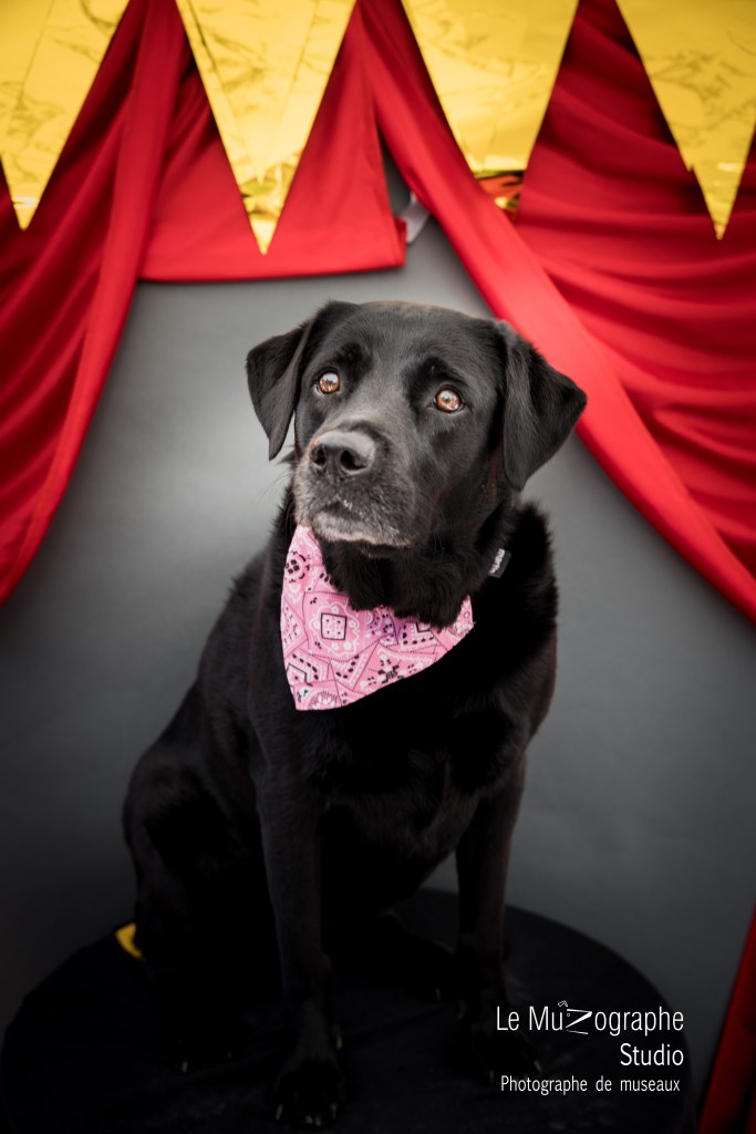 shooting studio chien labrador par photographe studio spécialiste chien