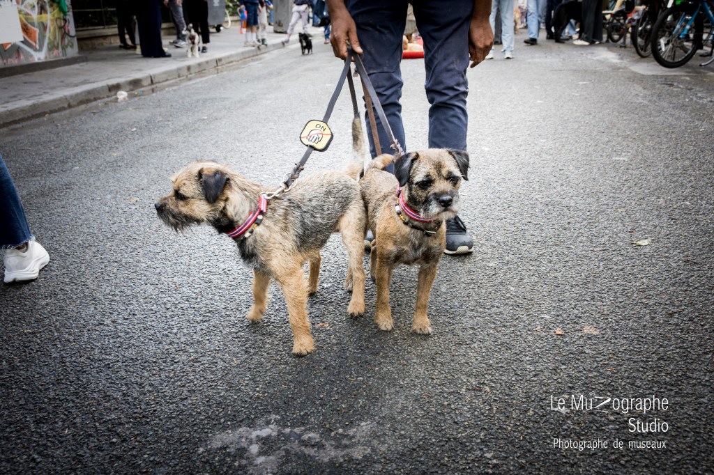 photographe professionnelle studio pour chiens et chats Paris 11