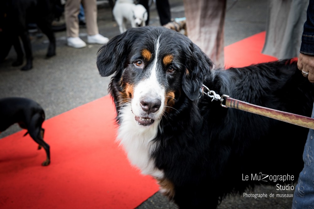 Photographe professionnelle pour petits et gros chiens parisiens à Paris