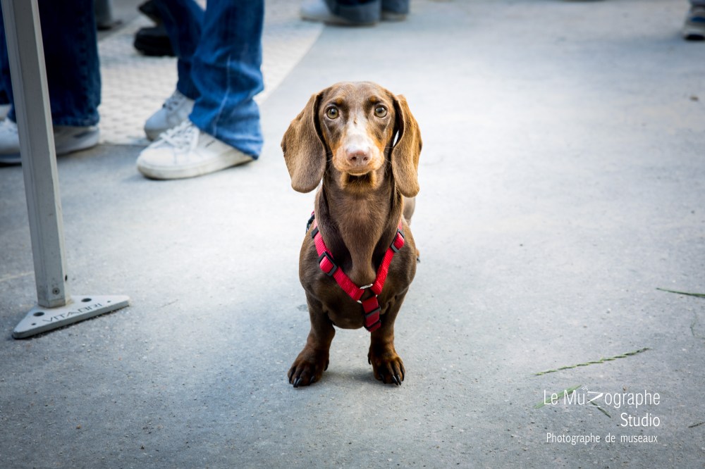 Photoshoot portrait chien teckel, photographe pour teckel