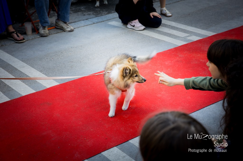 Chien mannequin sur tapis rouge par Nathalie Tiennot, photographe spécialiste chiens et chats