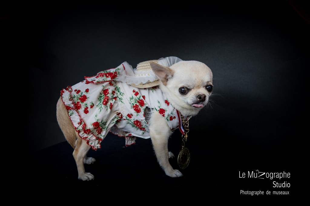 photoshoot pour chien au défilé canin Paris 11, MVAC et Mairie Paris 11