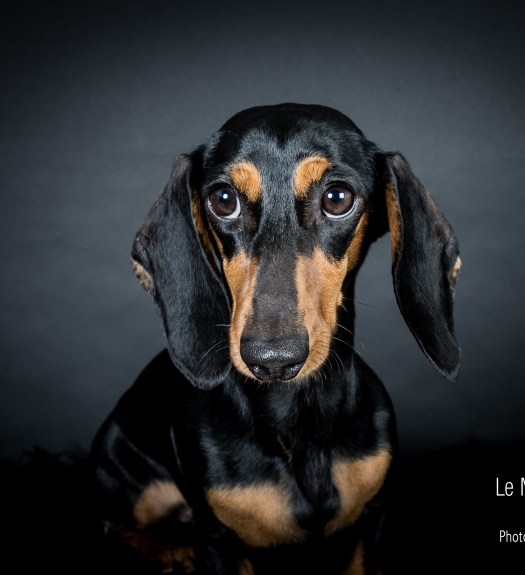 Studio photo pour chiens et chats paris 11ème