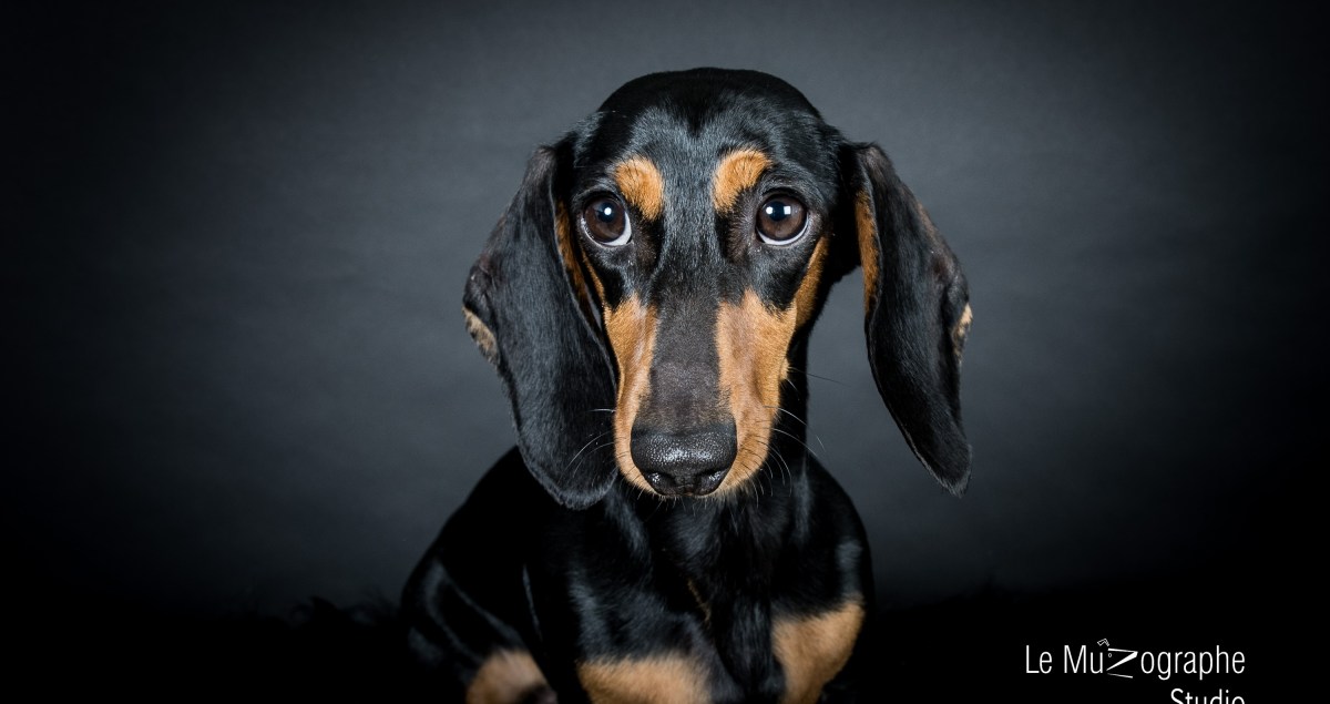 Studio photo pour chiens et chats paris 11ème