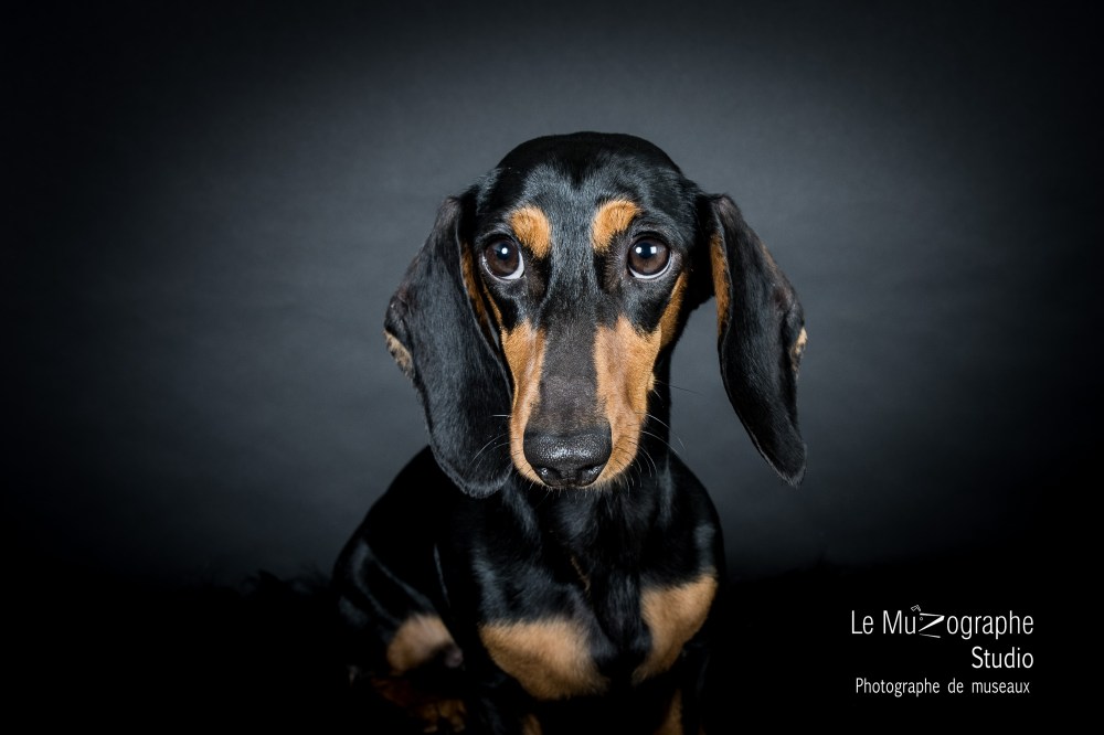 Studio photo pour chiens et chats paris 11ème
