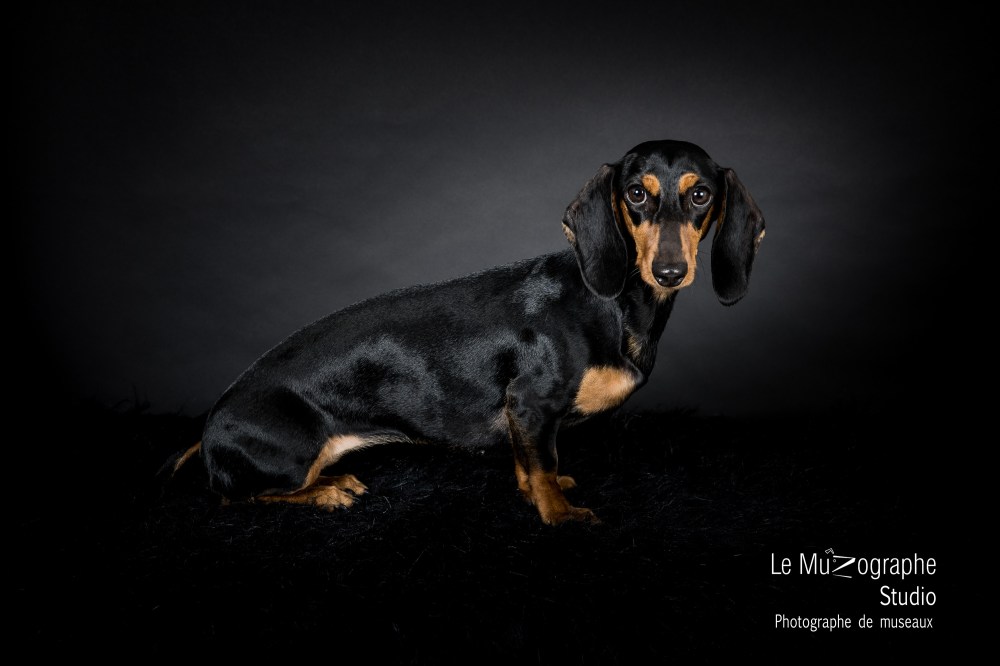 photoshoot pour chien et chat à Paris Centre