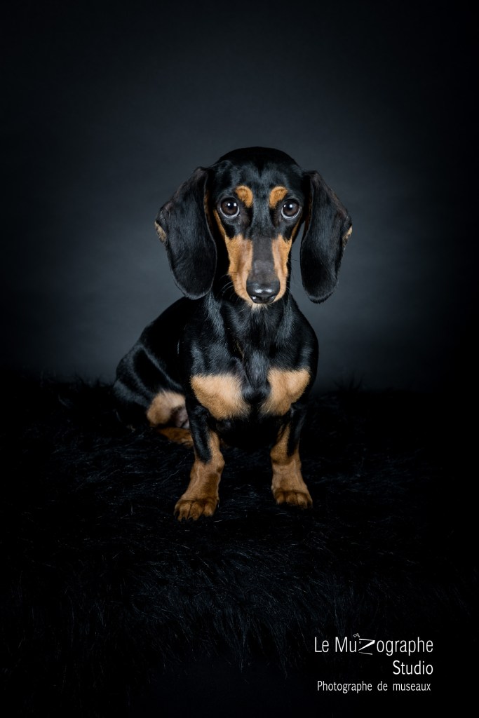 Photographe canin à Paris en studio Nathalie Tiennot le MuZographe