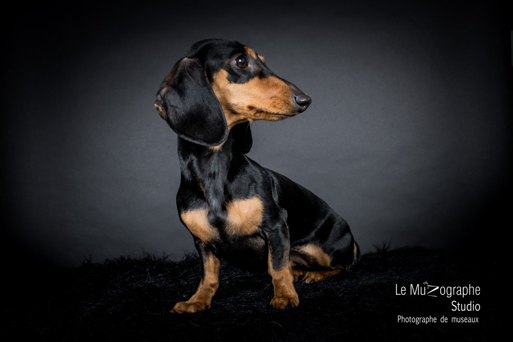 shooting studio avec mon chien à Paris, Nathalie Tiennot