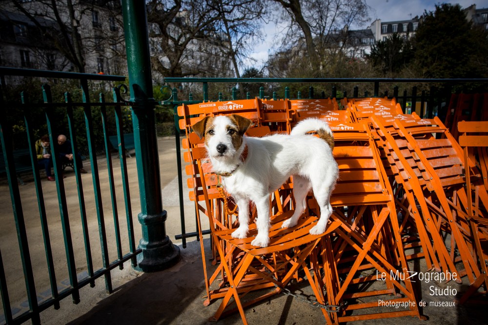 shooting photo pour chien à Paris