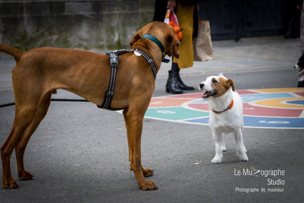 Shooting cadeau pour chien collègues travail Nathalie Tiennot
