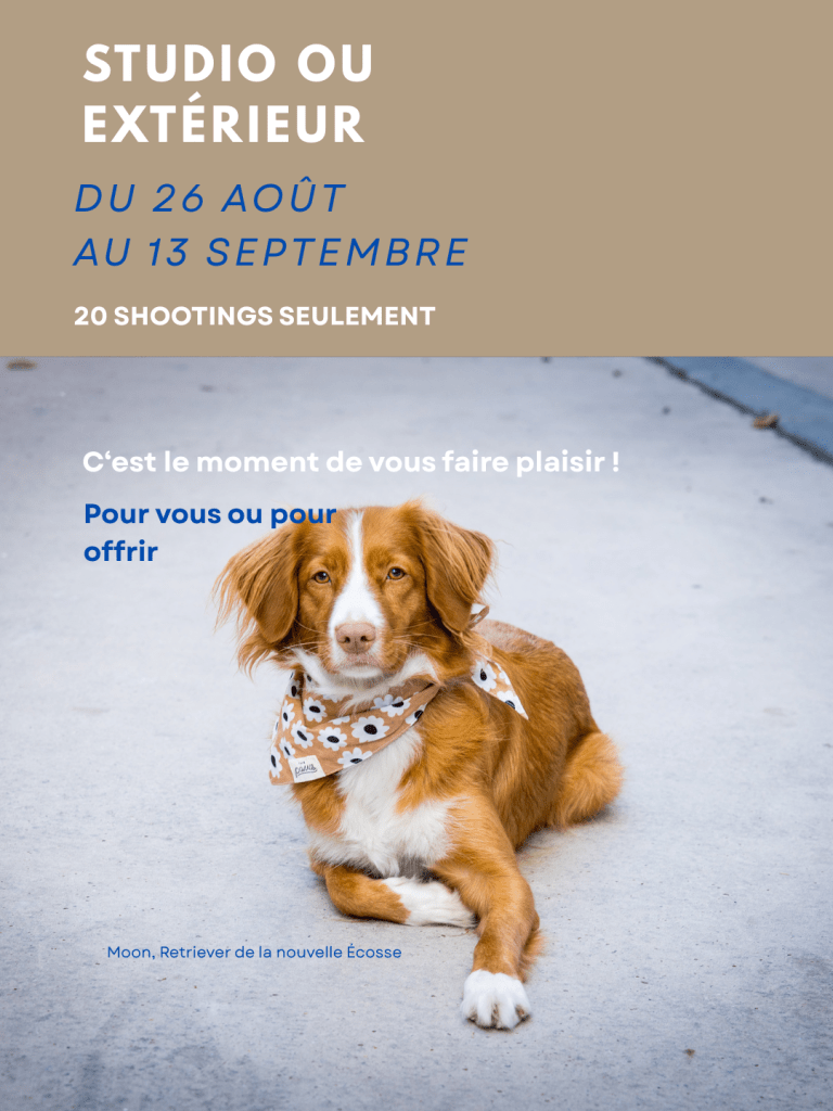 Portrait de chien en extérieur — une séance photo pour vous ou pour offrir. Paris, Toulouse, Bourges