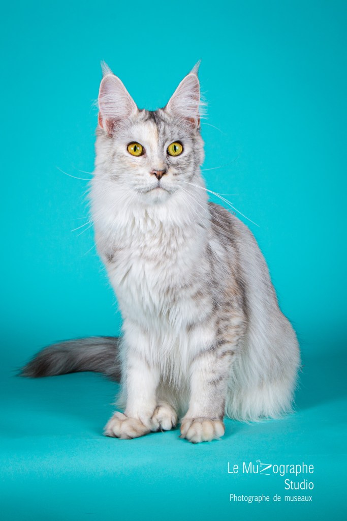 Shooting photo pour éleveur et chatterie en studio à domicile Paris, Toulouse, Bourges