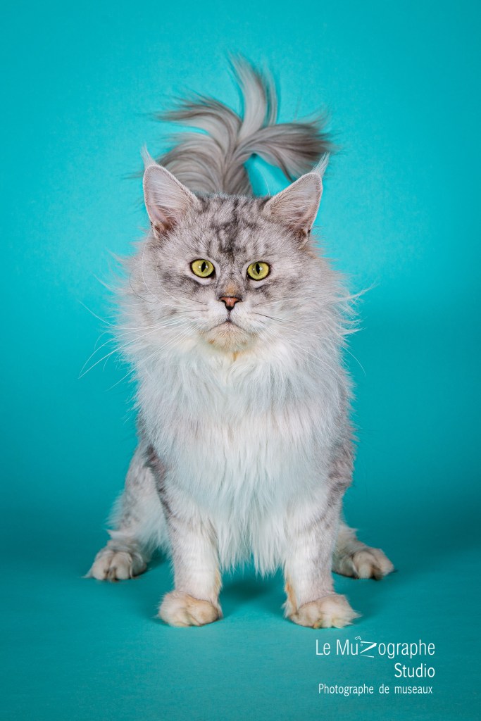 Shooting professionnel pour élevage de chats Maine coon en studio Paris, Toulouse, Bourges