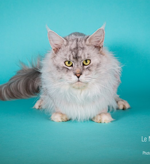 Maine coon photographié en studio Paris Berry Toulouse pour éleveur et chatterie