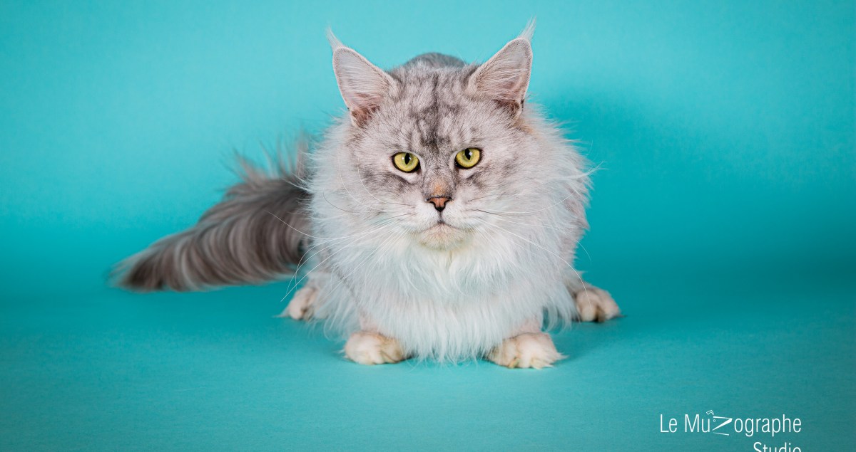 Maine coon photographié en studio Paris Berry Toulouse pour éleveur et chatterie