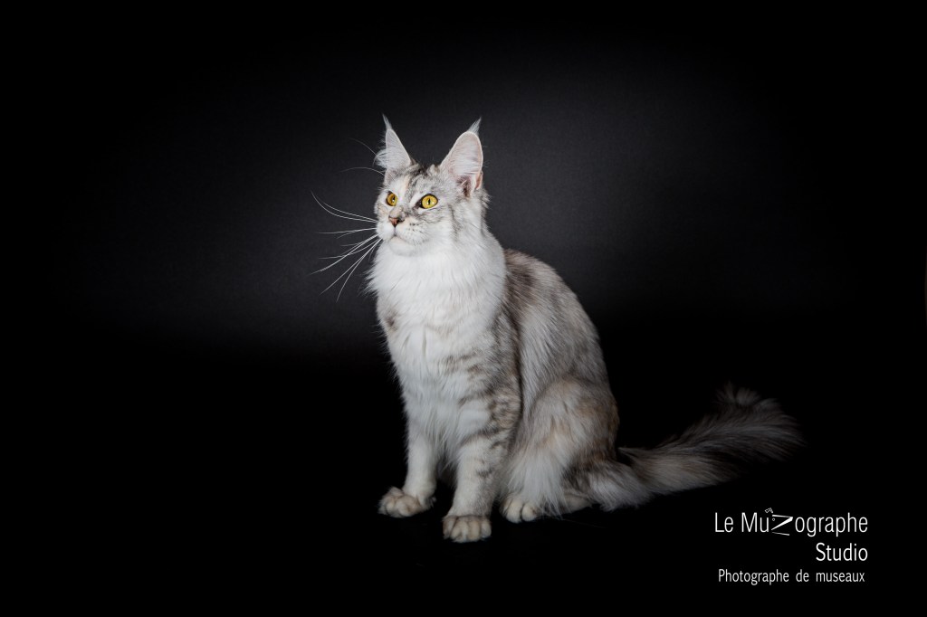 Shooting pro avec Le MuZographe photographe spécialisé félin pour éleveurs et chatterie