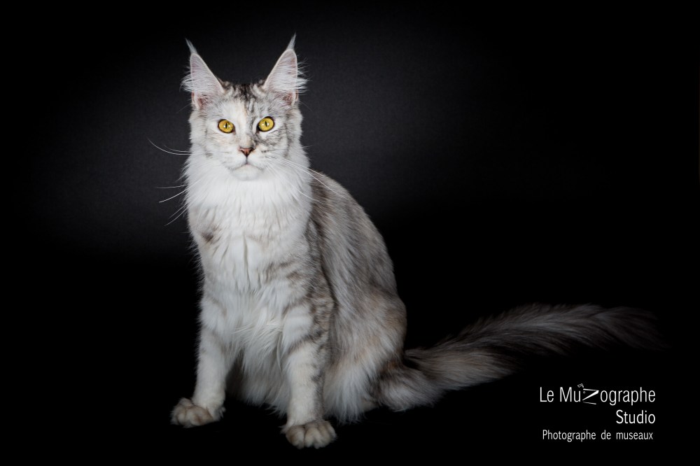 Valkyrie, jeune Maine Coon photographiée en studio lors d'un shooting d'élevage près de Toulouse Portrait chat studio