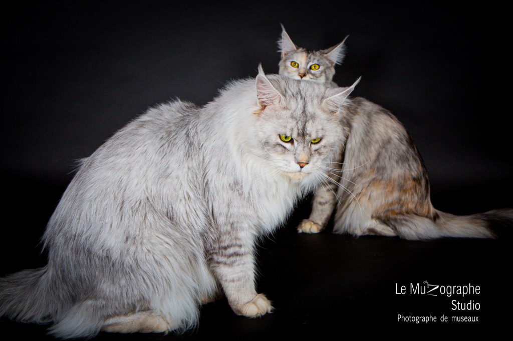Photographie professionnelle d'un Maine Coon réalisée pour l'élevage Bibidi Coon's