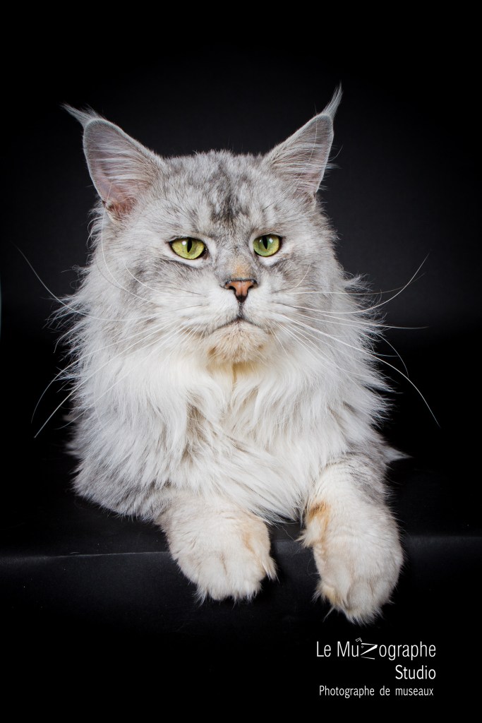 Photographe chat chatterie Toulouse Paris, éleveurs