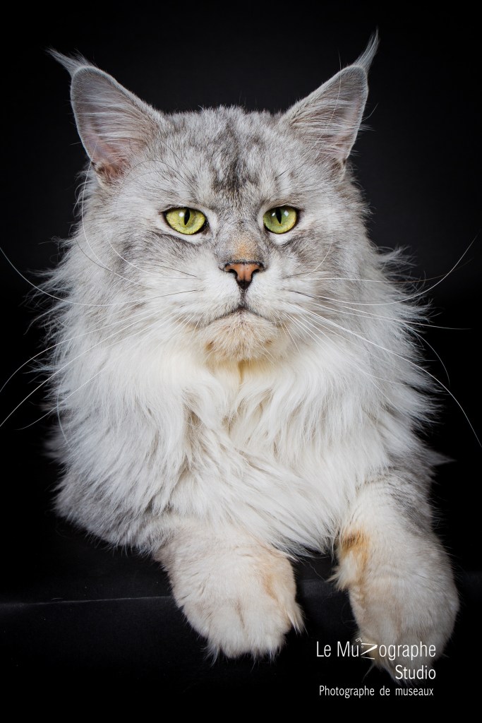 photographe pour éleveur, chatterie Paris Toulouse